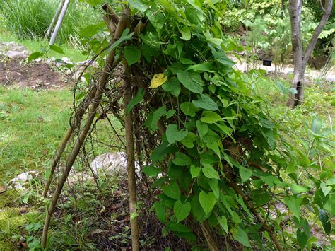 何首烏 植物